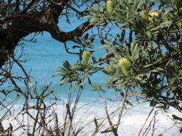 bright blue sea through Banksia integrifolia