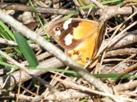 Common Brown butterfly