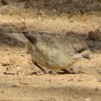 Small Birds: Whiteface, Thornbill