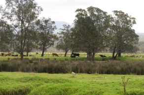 cattle grazing nearby