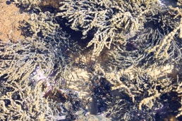 seaweed in rockpool
