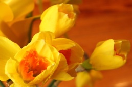 daffodilbuds