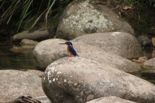 azure kingfisher