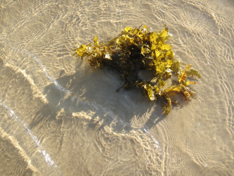 golden kelp
